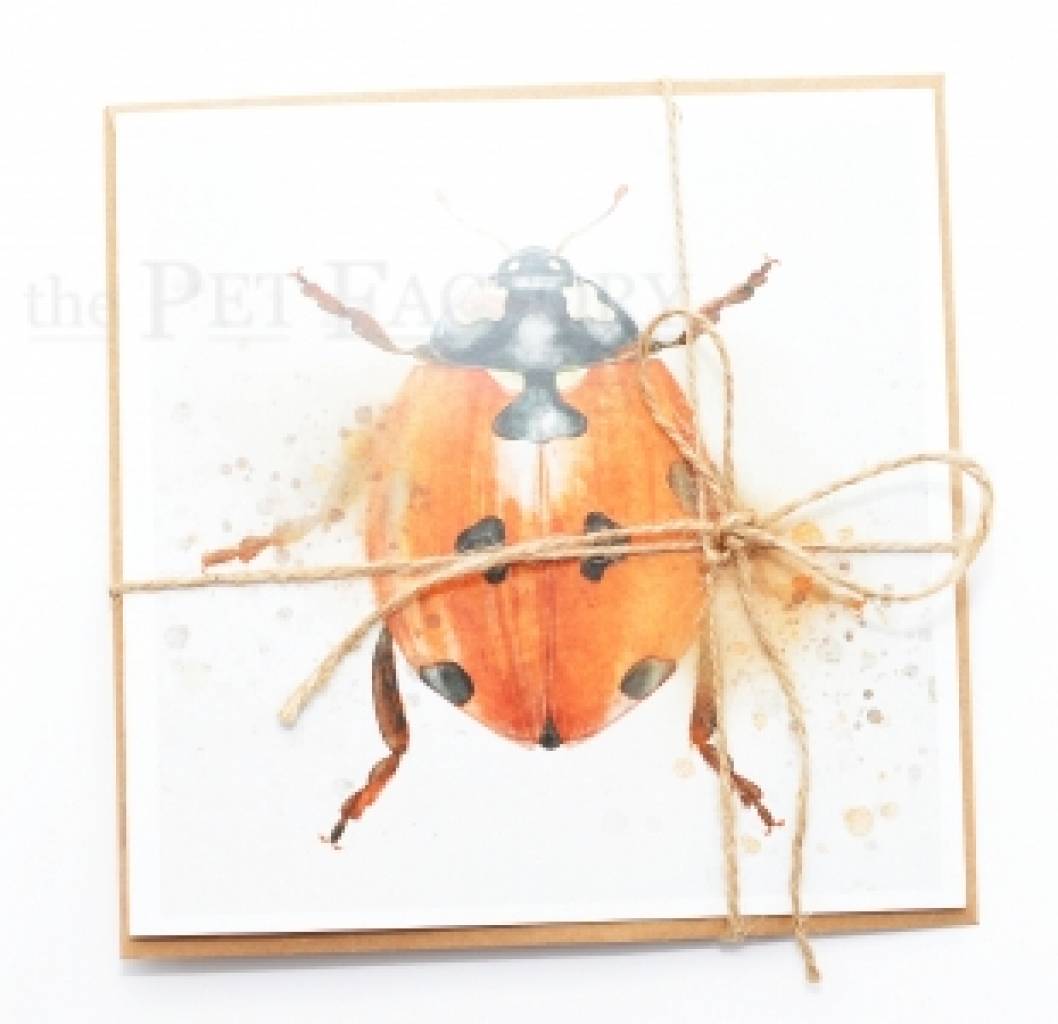 Square Card Lady Bug Explosion